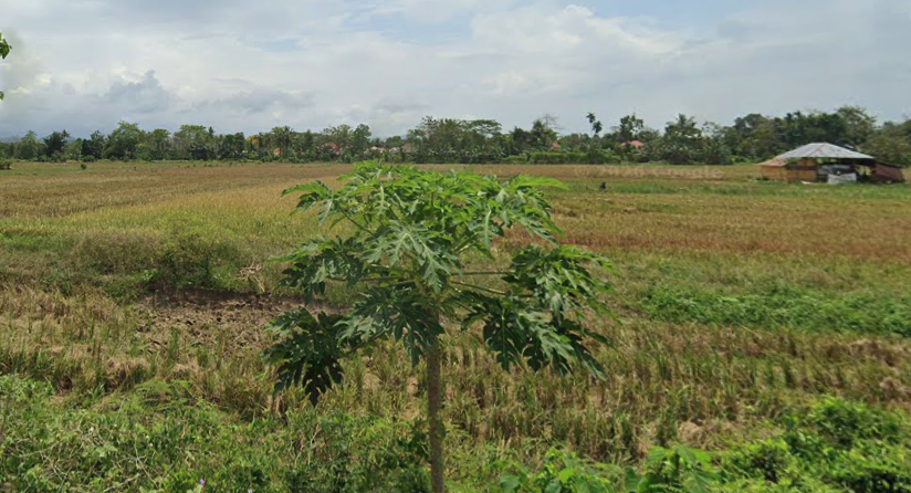 Lahan Pertanian